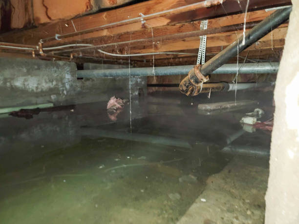Best Local water damage restoration  in Quincy, CA